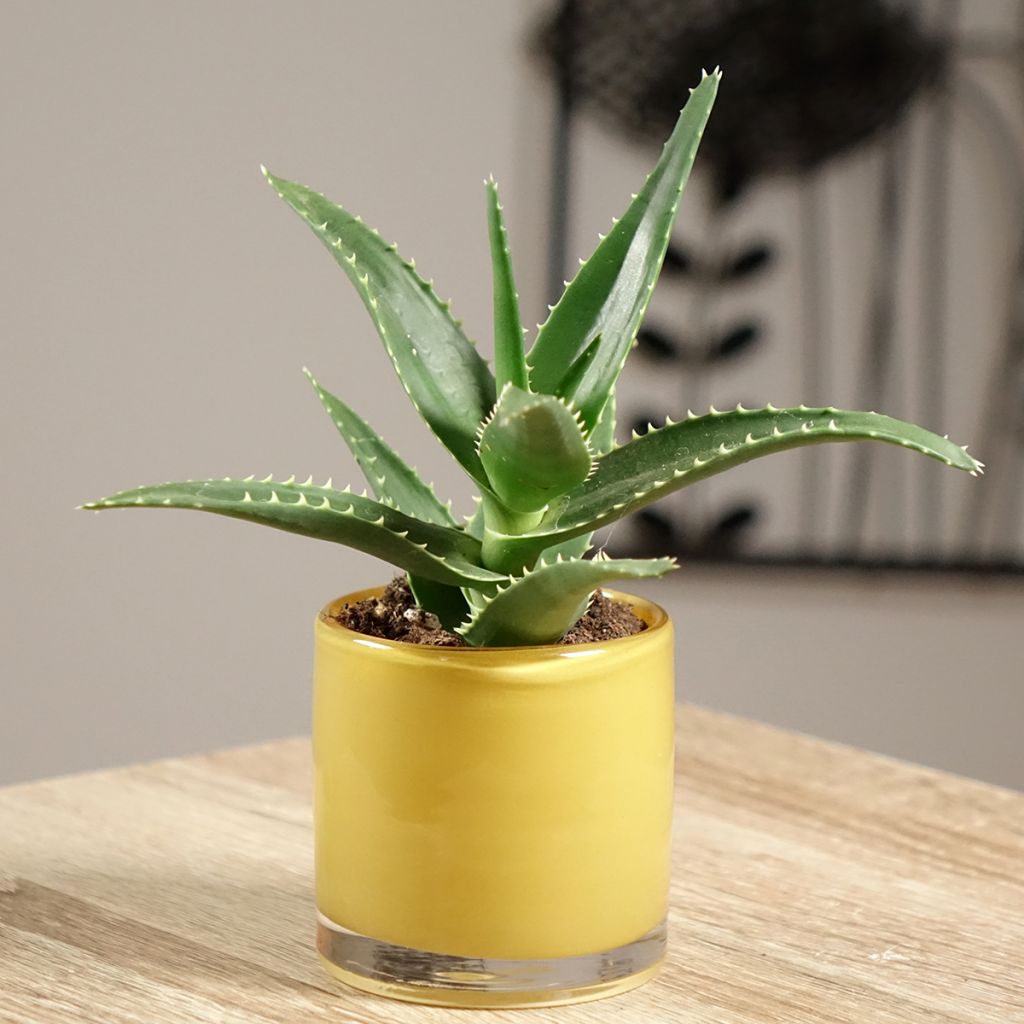 Kynsiaaloe - Aloe perfoliata