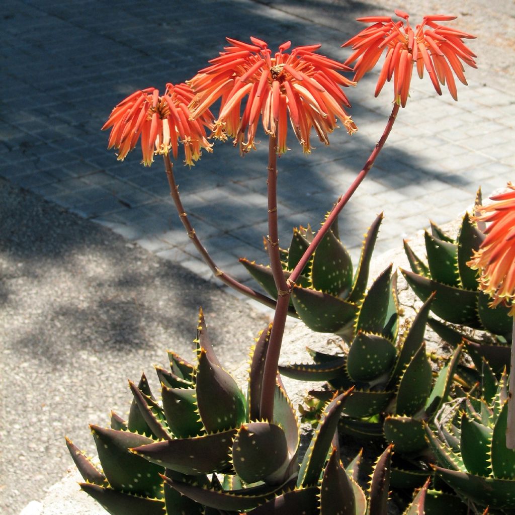 Kynsiaaloe - Aloe perfoliata