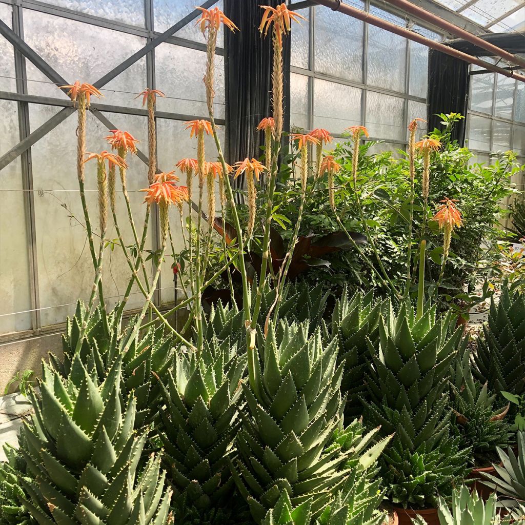 Kynsiaaloe - Aloe perfoliata