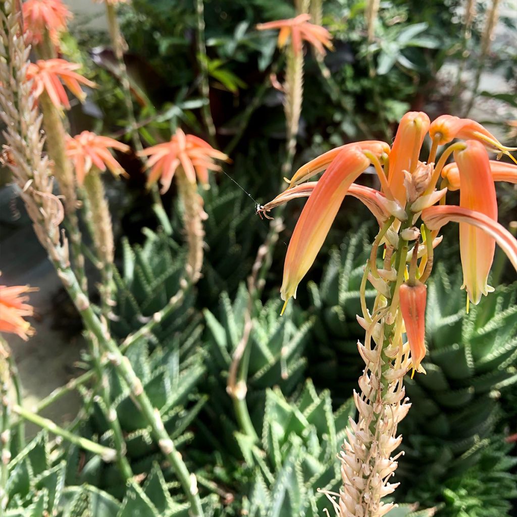 Kynsiaaloe - Aloe perfoliata