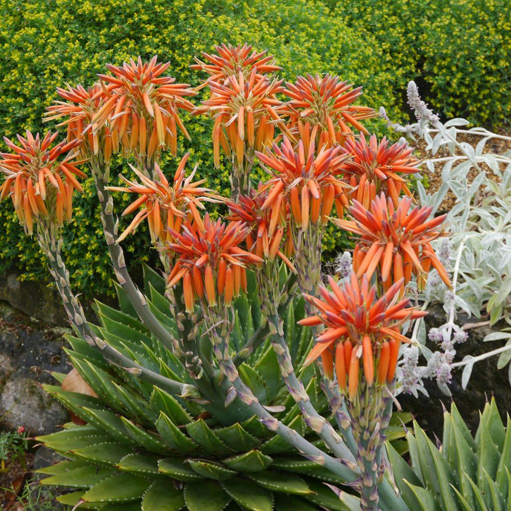 Pyörreaaloe - Aloe polyphylla
