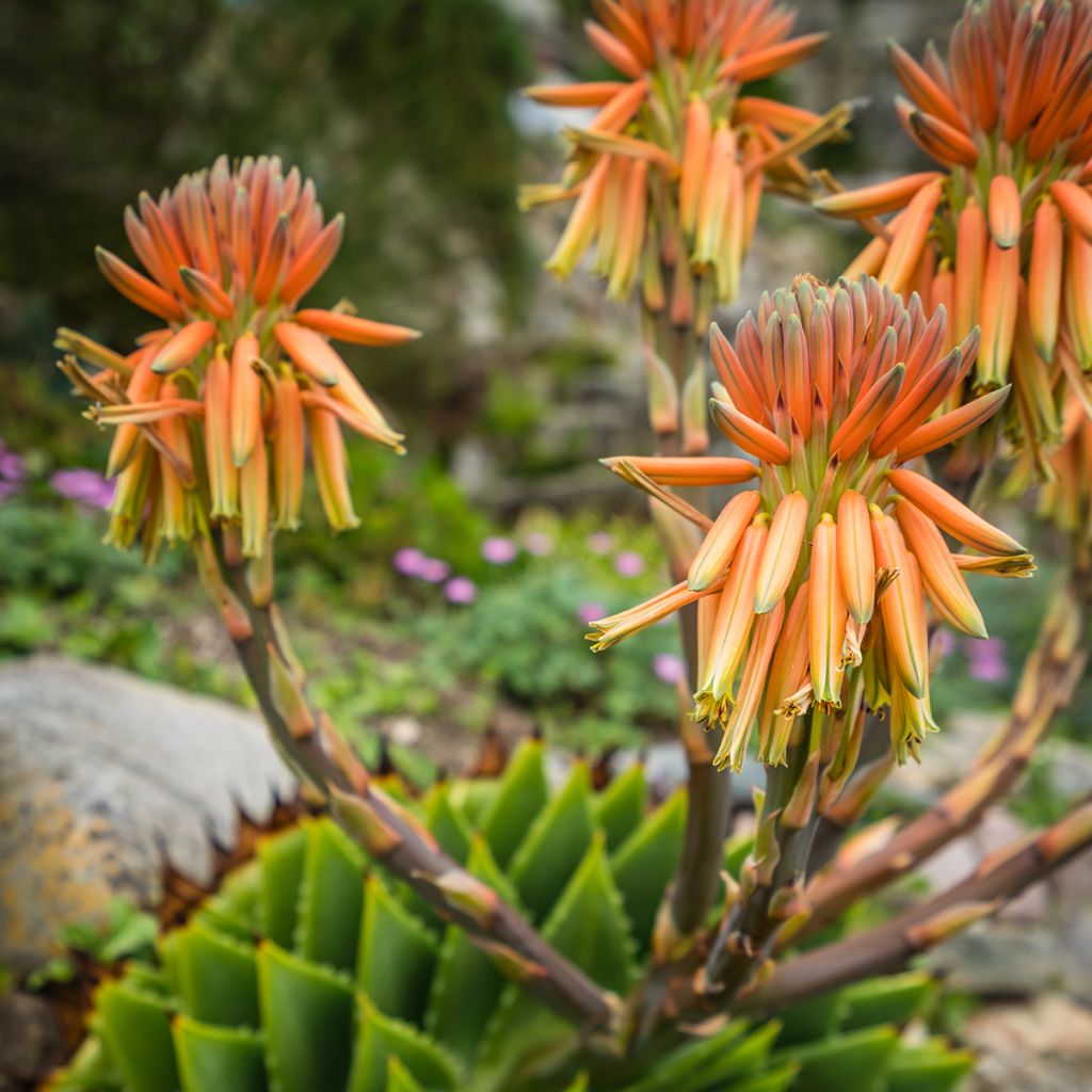 Pyörreaaloe - Aloe polyphylla