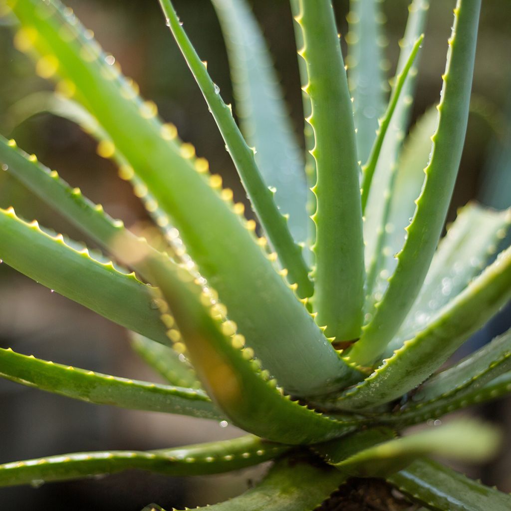 Lääkeaaloe - Aloe vera