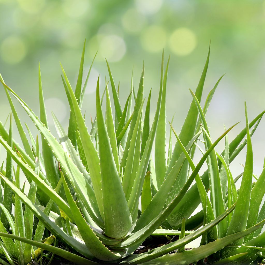 Lääkeaaloe - Aloe vera