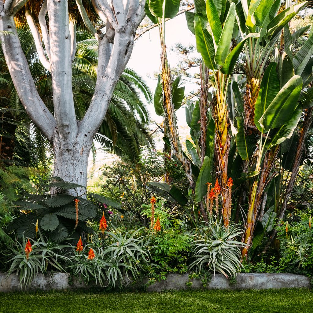 Lääkeaaloe - Aloe vera