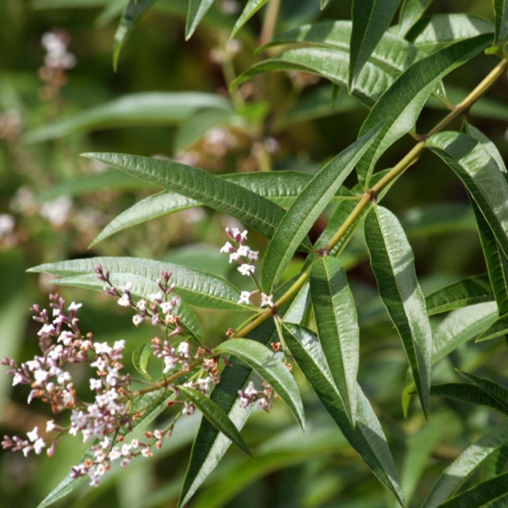 Sitruunaverbena taimena - Aloysia triphylla