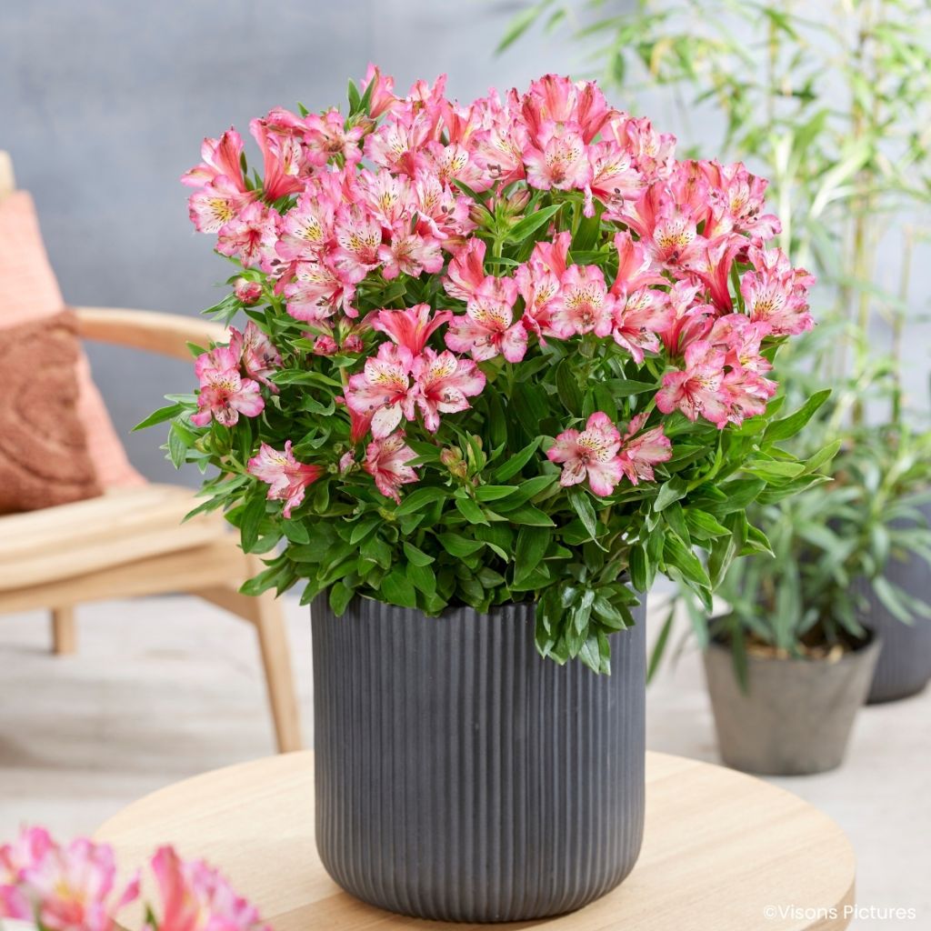 Inkalilja Pitchounes Charlotte