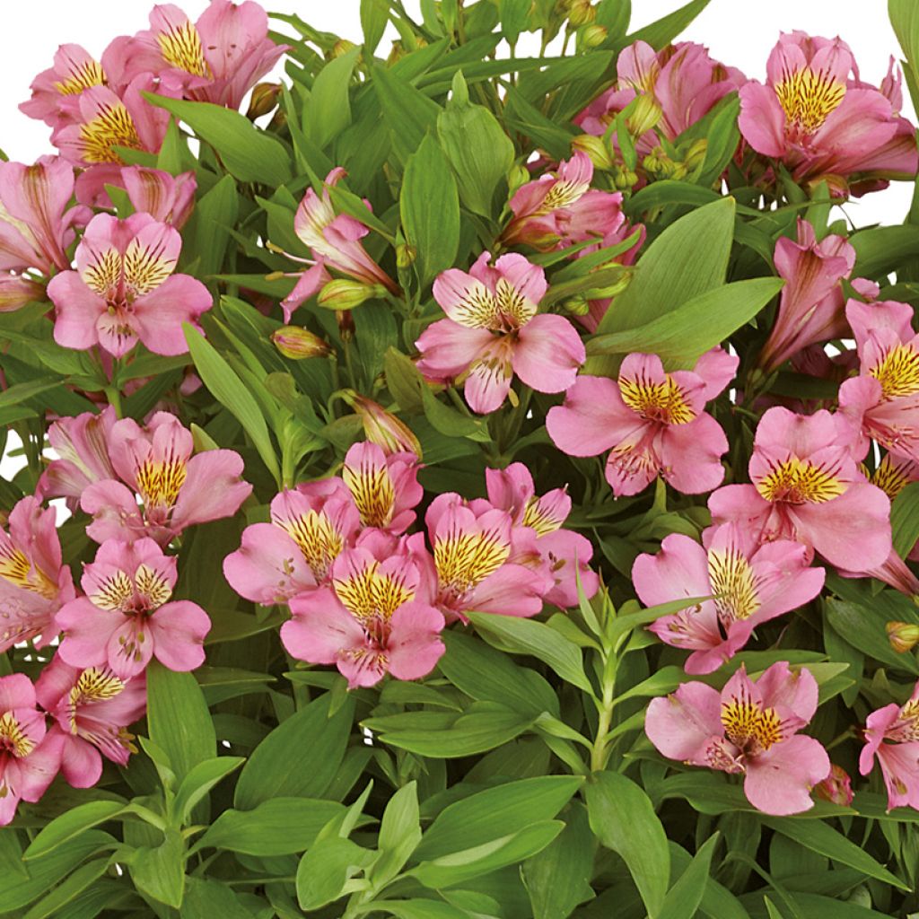 Inkalilja Summer Rose