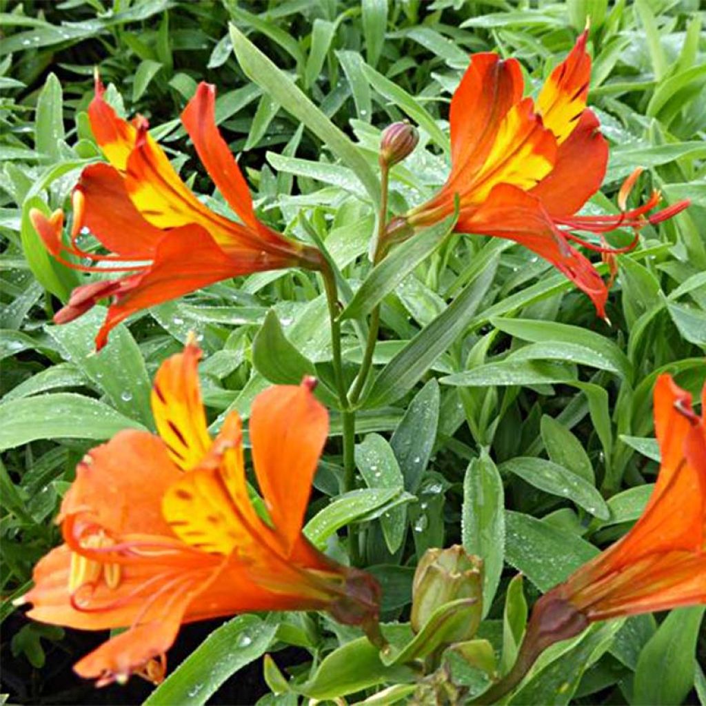 Inkalilja Orange King