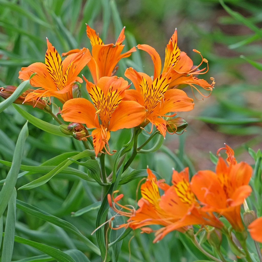 Inkalilja Orange King