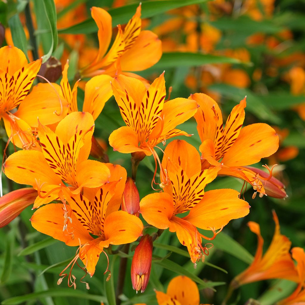 Inkalilja Orange King