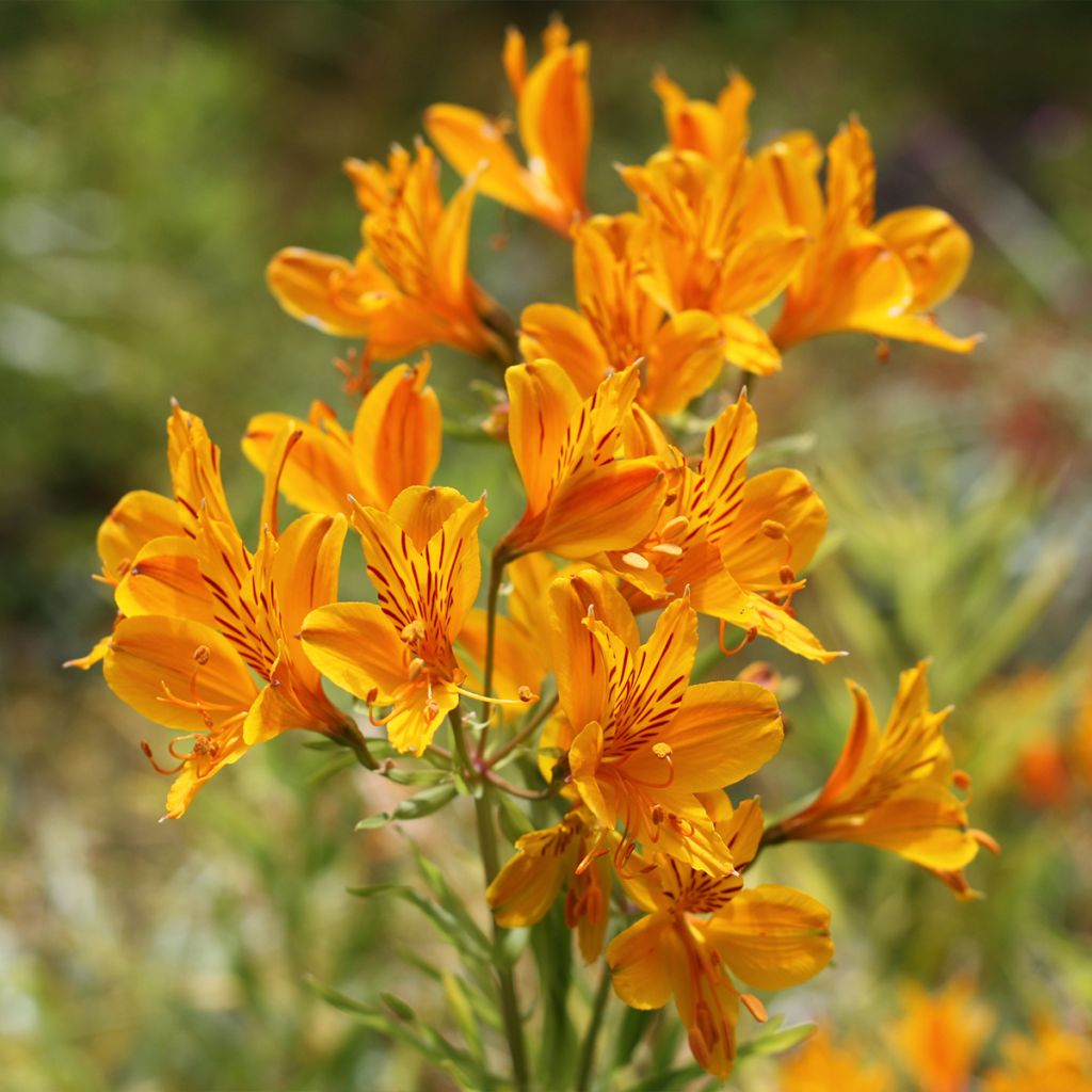 Inkalilja Orange King
