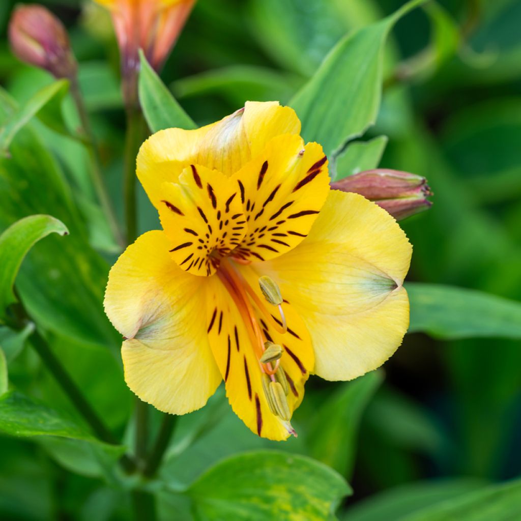 Inkalilja New Yellow