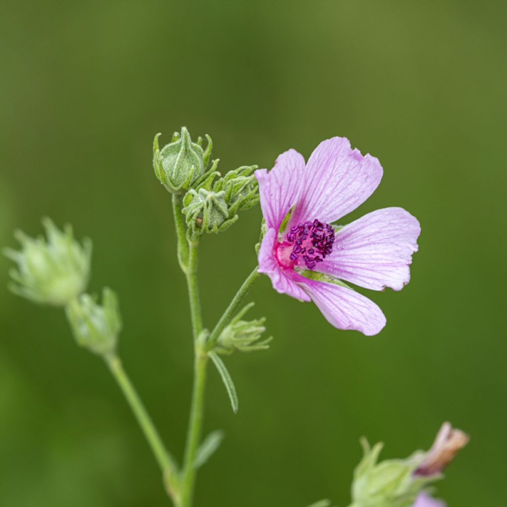 Rohtosalkoruusu - Althaea cannabina