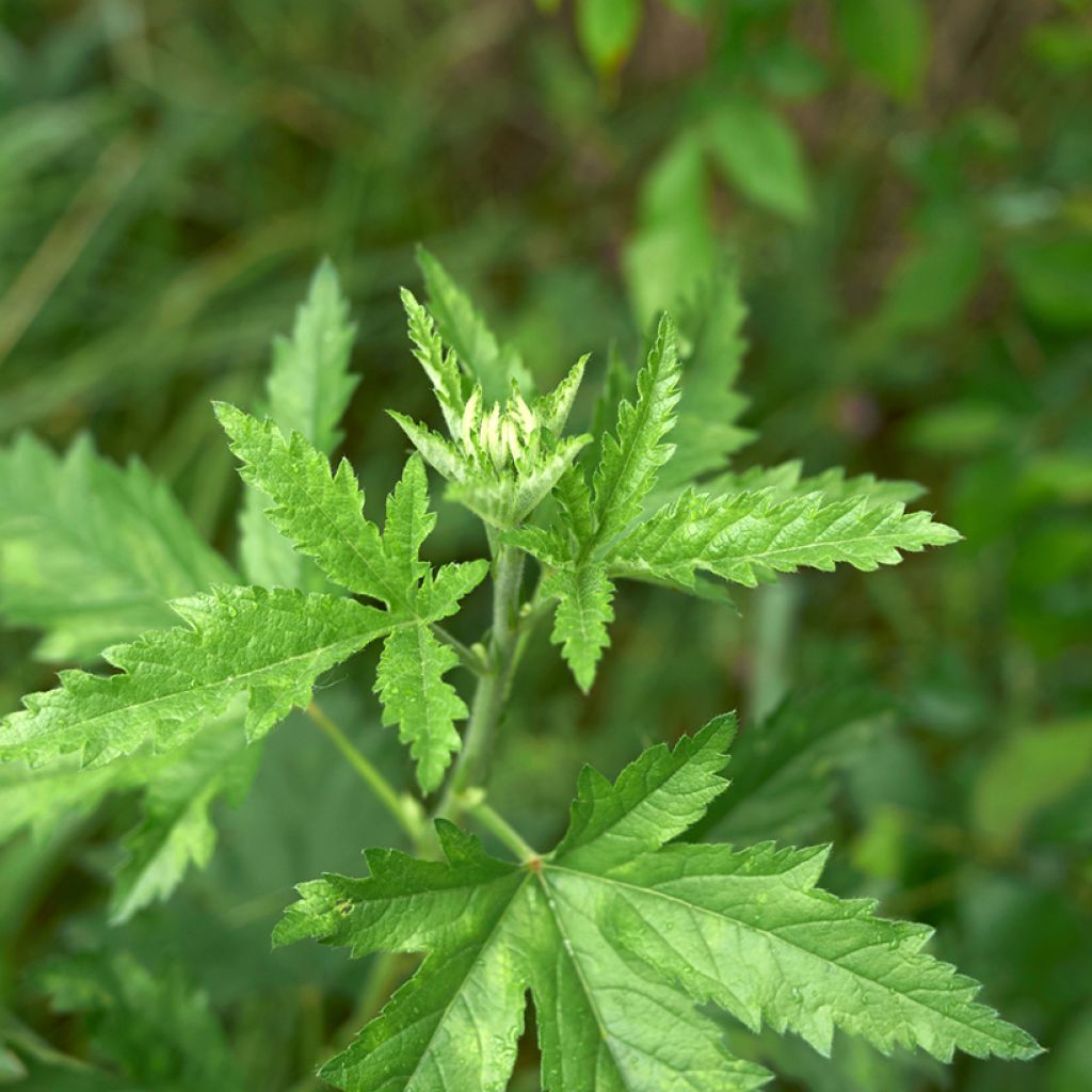 Rohtosalkoruusu - Althaea cannabina