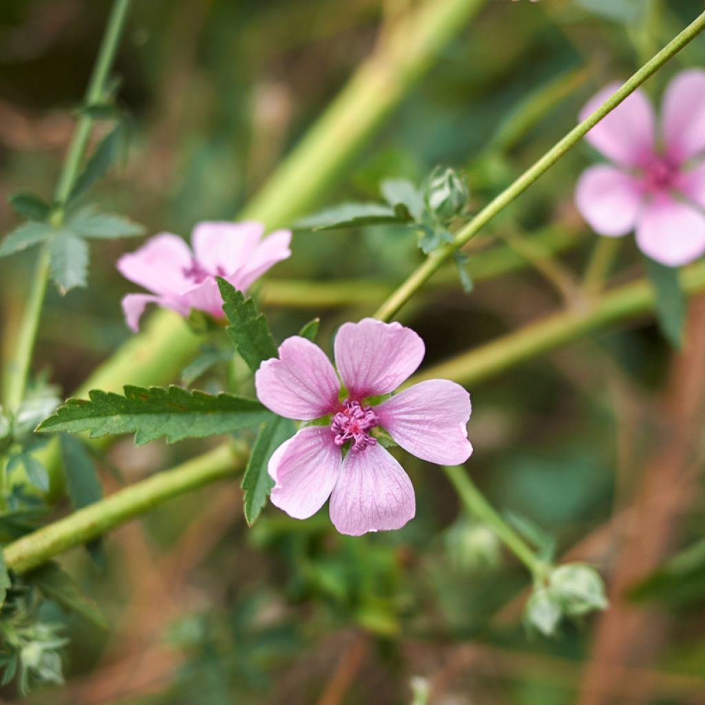 Rohtosalkoruusu - Althaea cannabina
