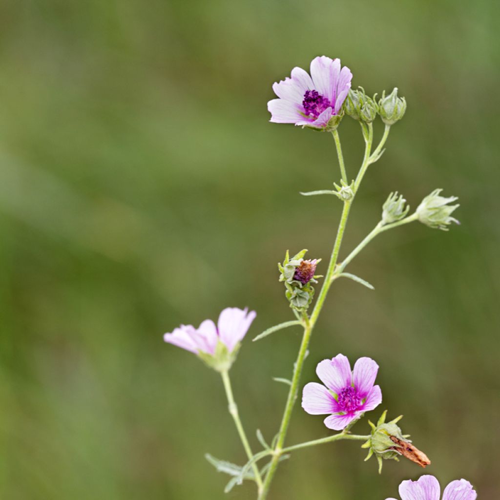 Rohtosalkoruusu - Althaea cannabina