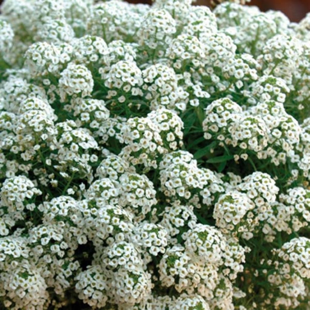 Tuoksupielus Snow Princess