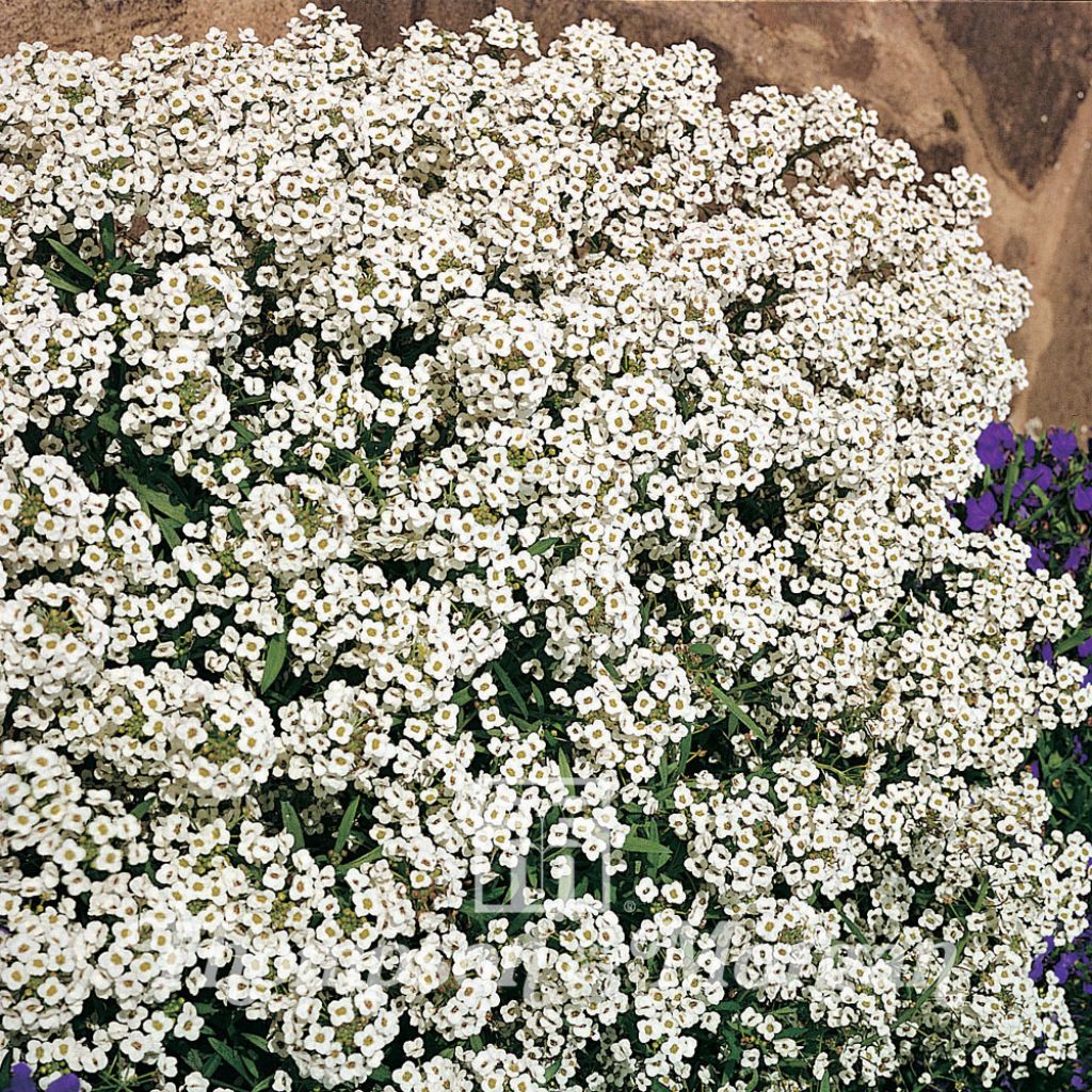 Tuoksupielus Carpet Of Snow (siemenet)