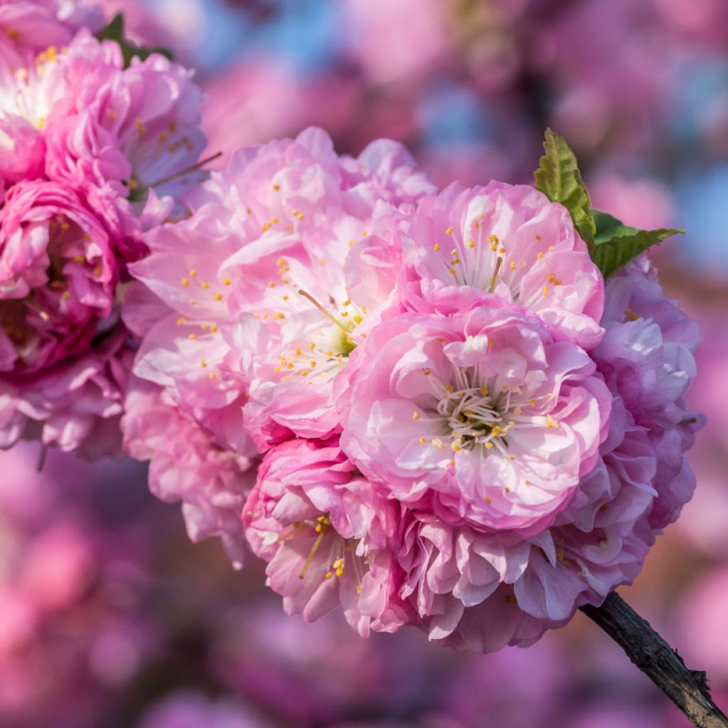 Ruusumanteli - Prunus triloba