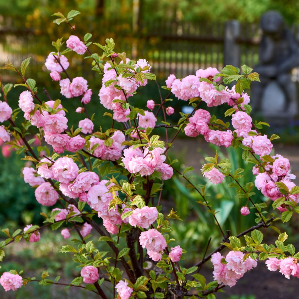 Ruusumanteli - Prunus triloba