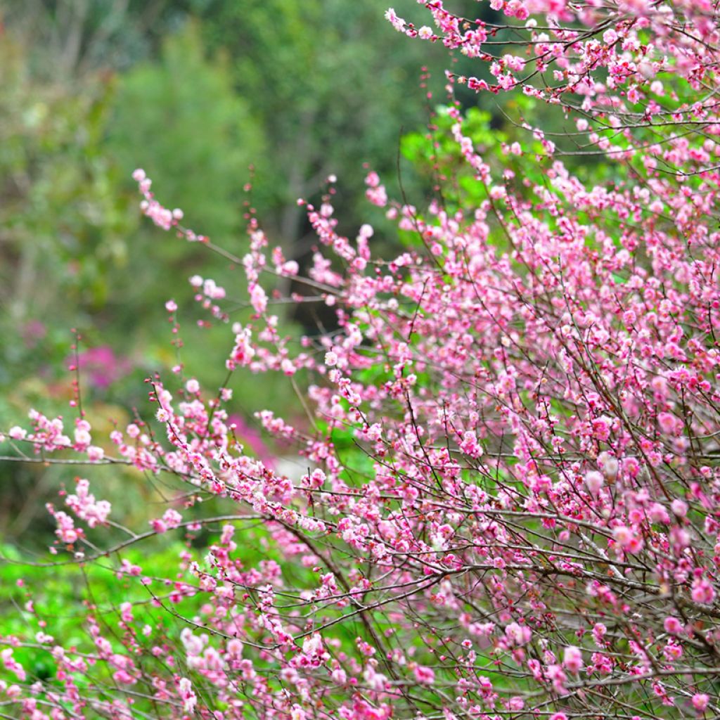 Ruusumanteli - Prunus triloba