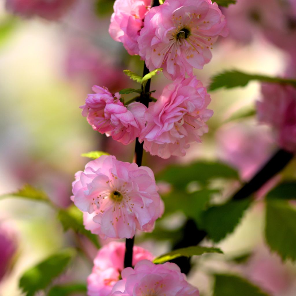 Ruusumanteli - Prunus triloba