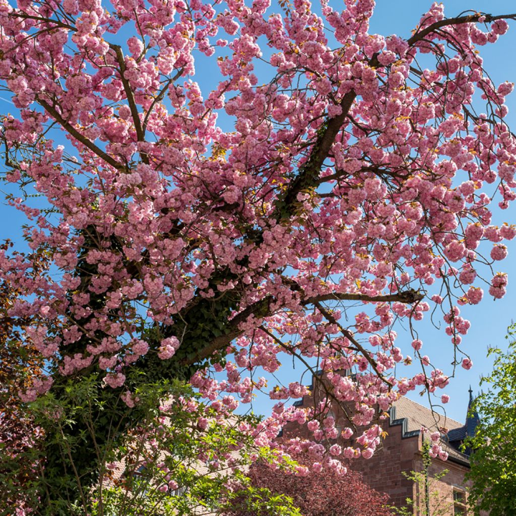 Ruusumanteli - Prunus triloba