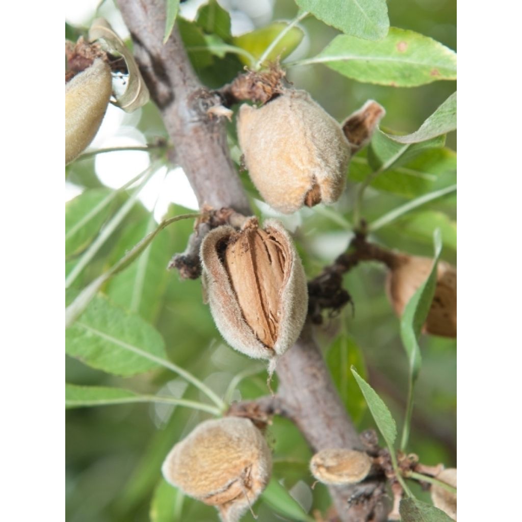 Tarhamanteli Fruit me Almond me itsepölytteinen