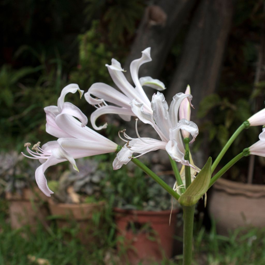 Amarine tubergenii Belladiva Emanuelle