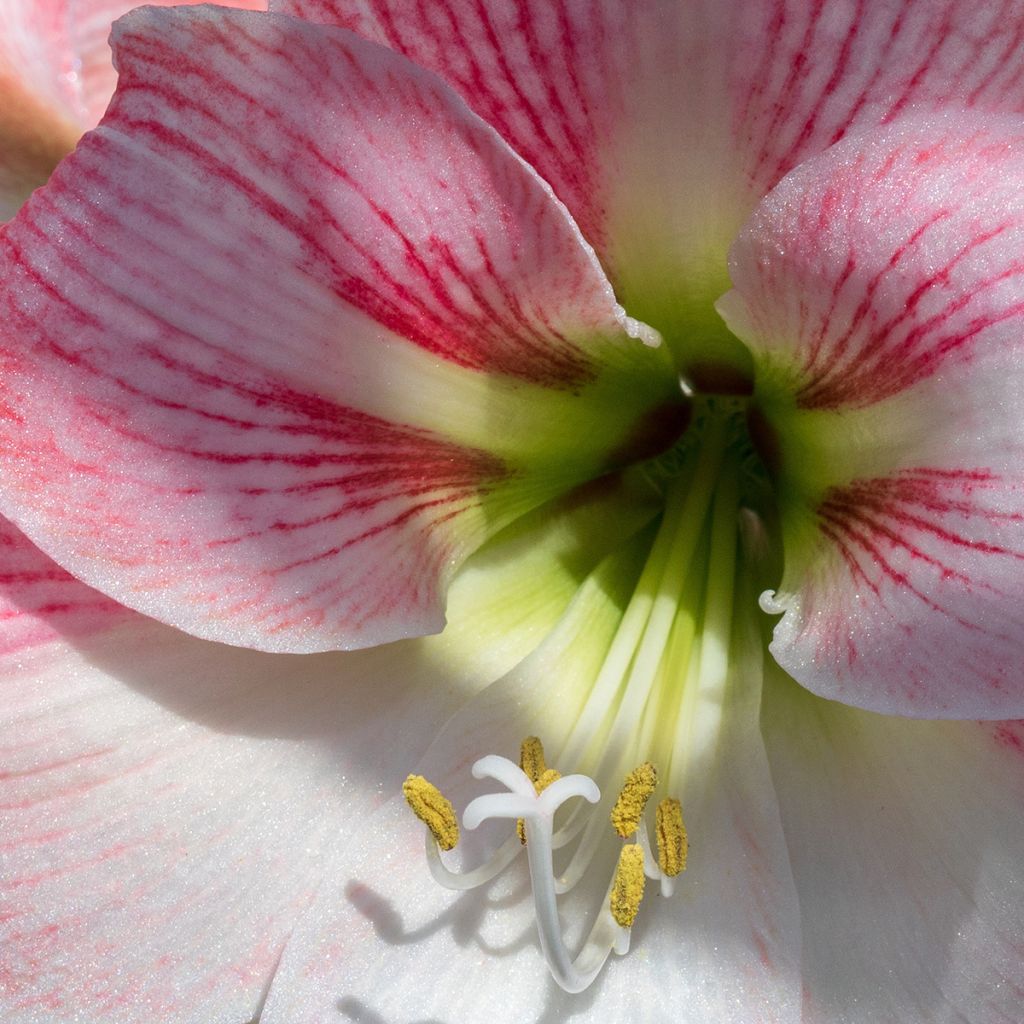 Ritarinkukka Apple Blossom