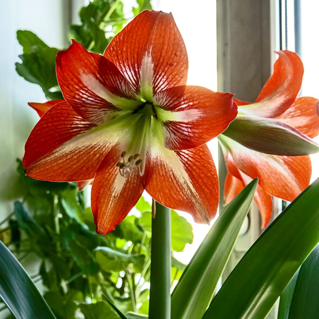 Ritarinkukka Baby Star