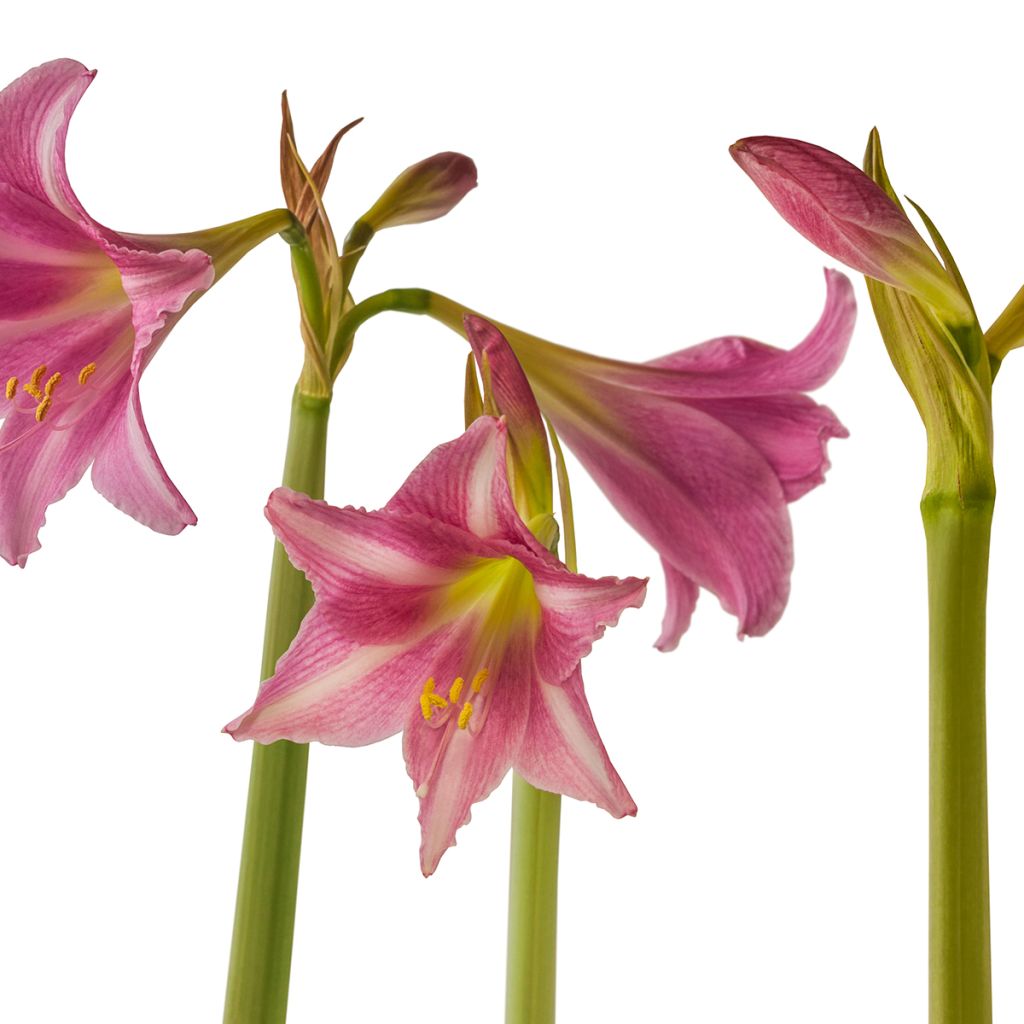 Aitoamaryllis - Amaryllis estella