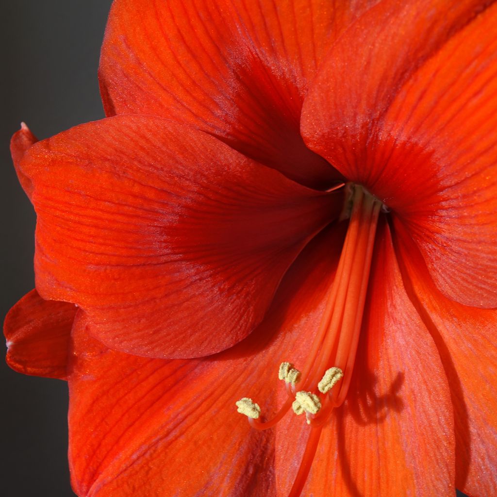 Ritarinkukka Orange Souvereign