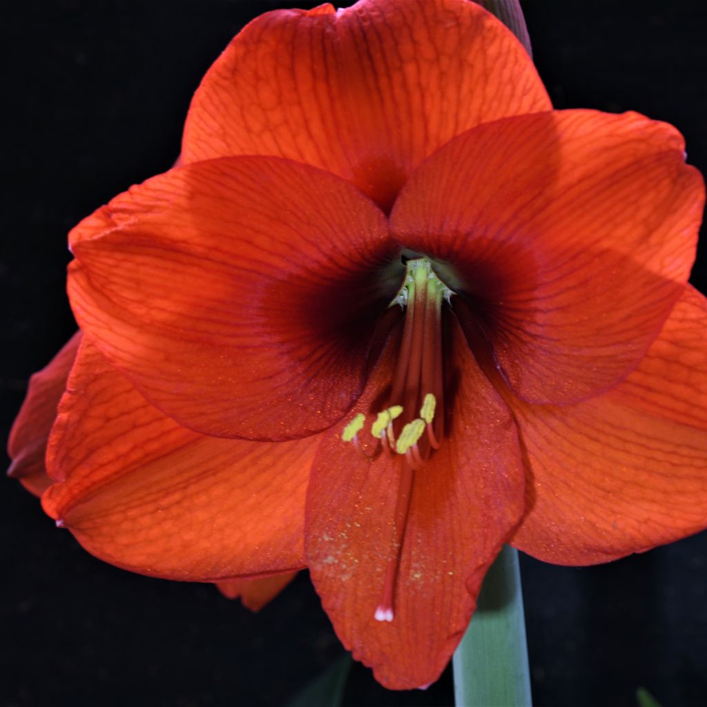 Ritarinkukka Orange Souvereign
