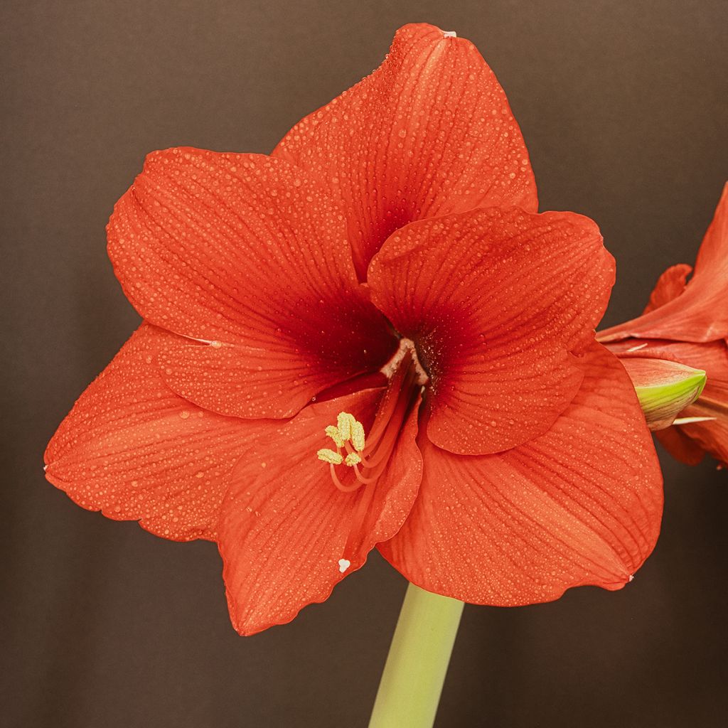 Ritarinkukka Orange Souvereign