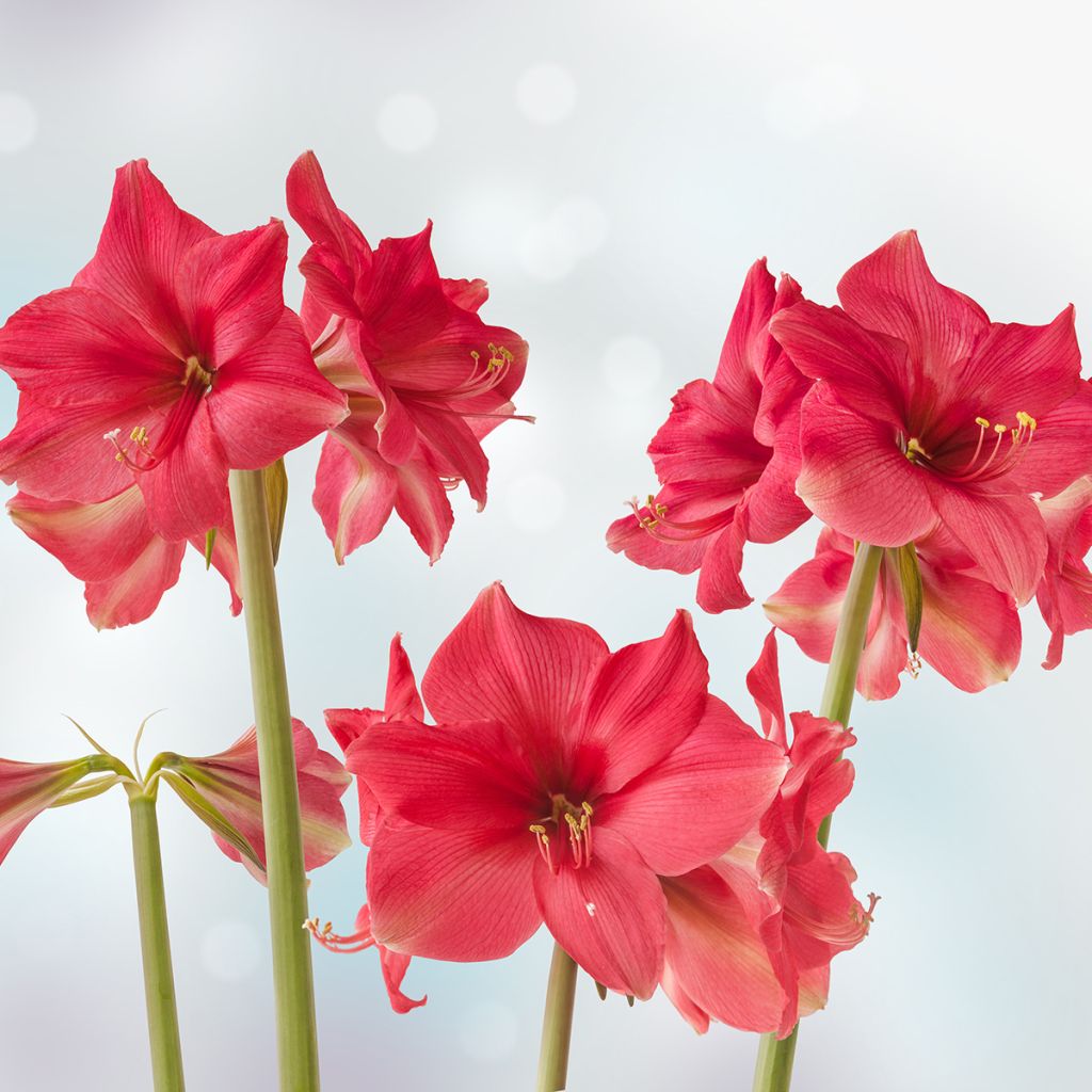 Ritarinkukka Pink Surprise