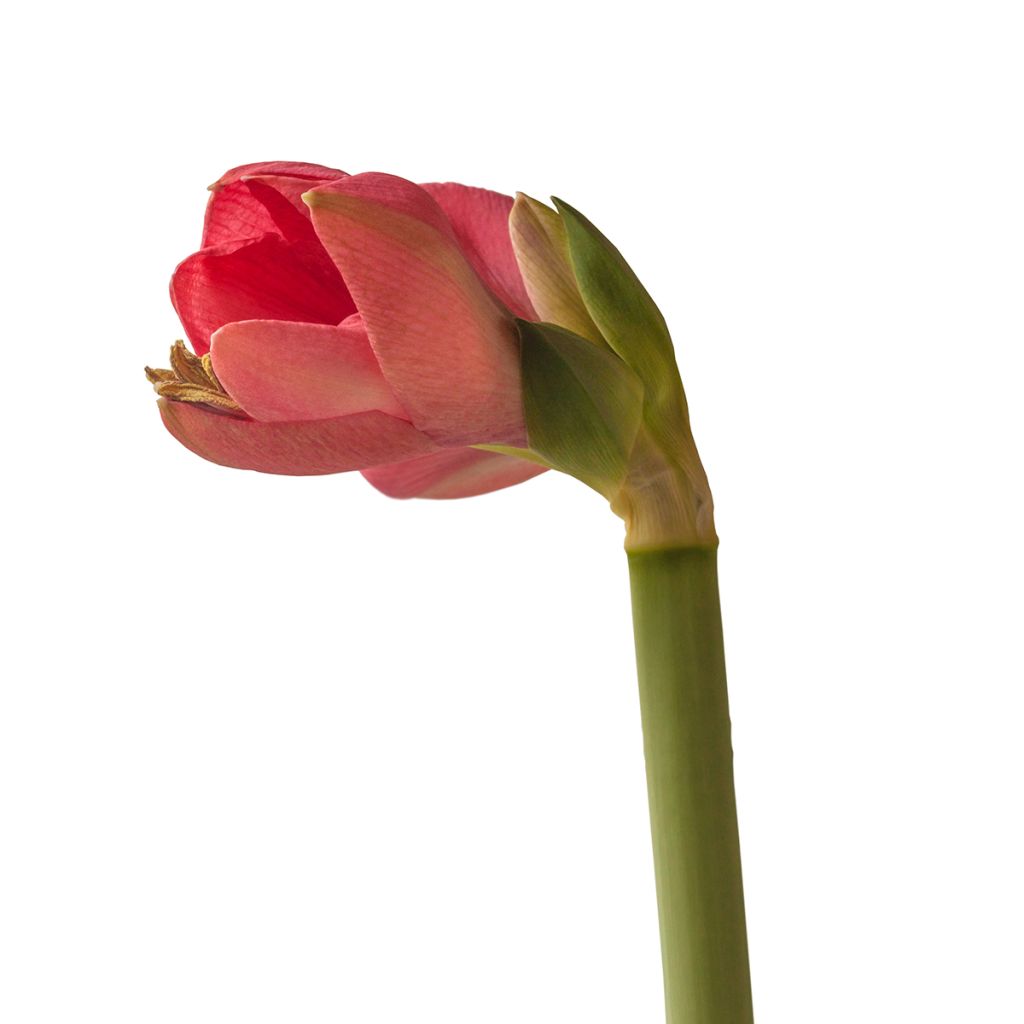 Ritarinkukka Pink Surprise