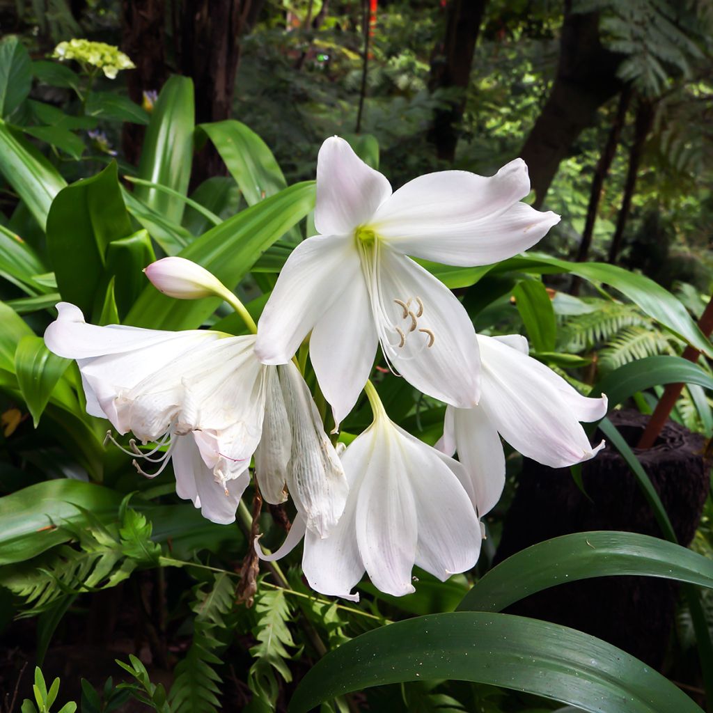 Aitoamaryllis Alba