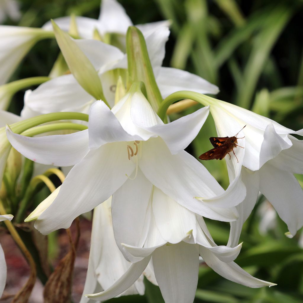 Aitoamaryllis Alba