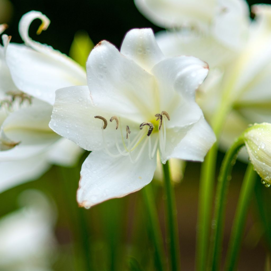 Aitoamaryllis Alba