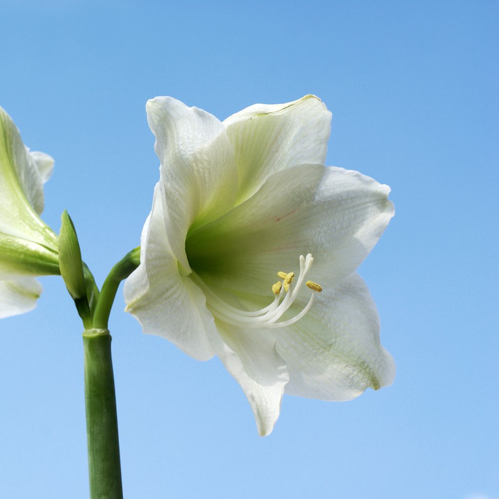 Aitoamaryllis Ludwig Dazzler