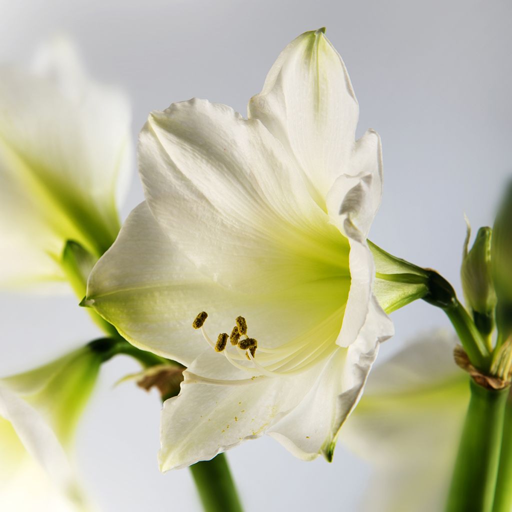 Aitoamaryllis Ludwig Dazzler