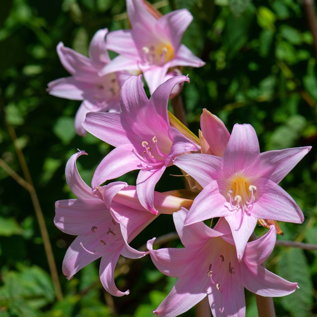 Aitoamaryllis - Amaryllis belladonna