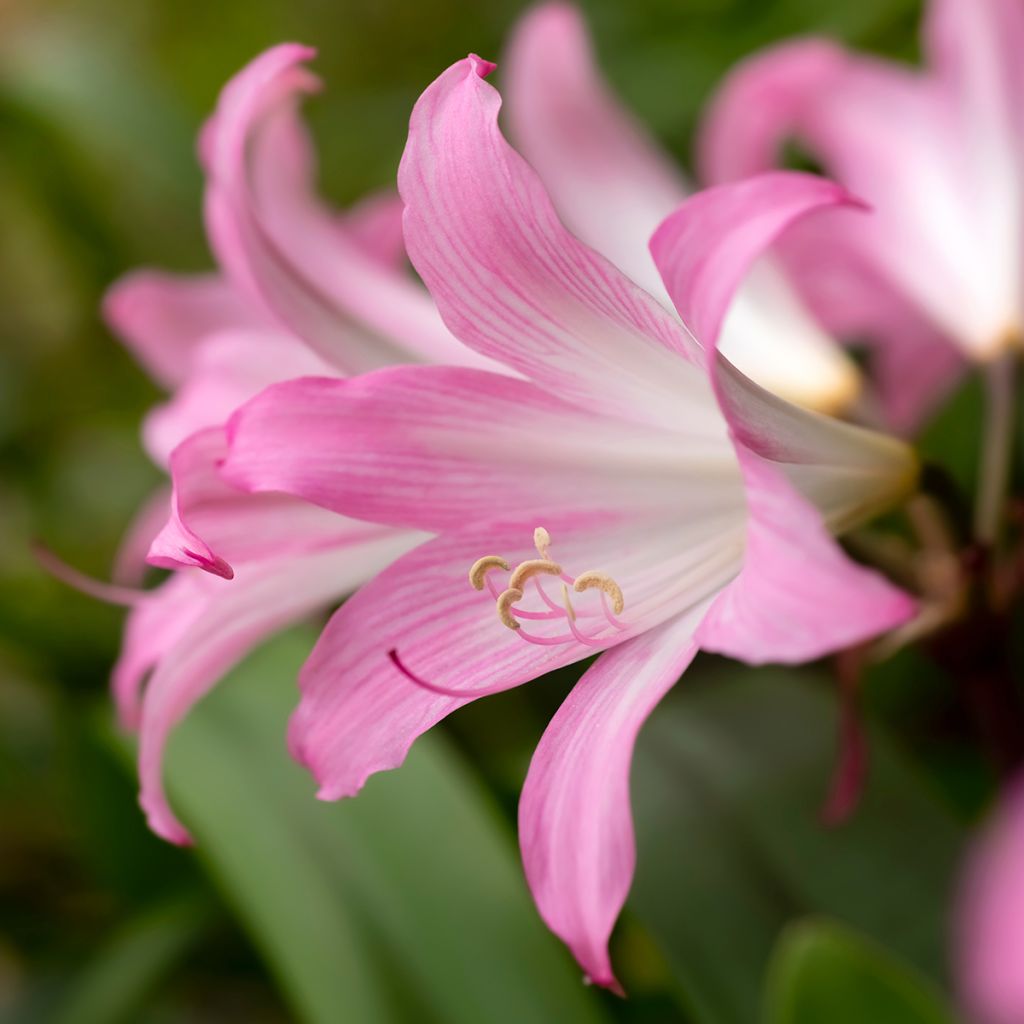 Aitoamaryllis - Amaryllis belladonna