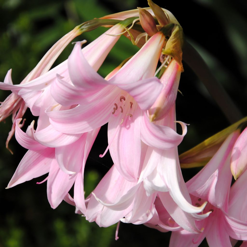 Aitoamaryllis - Amaryllis belladonna