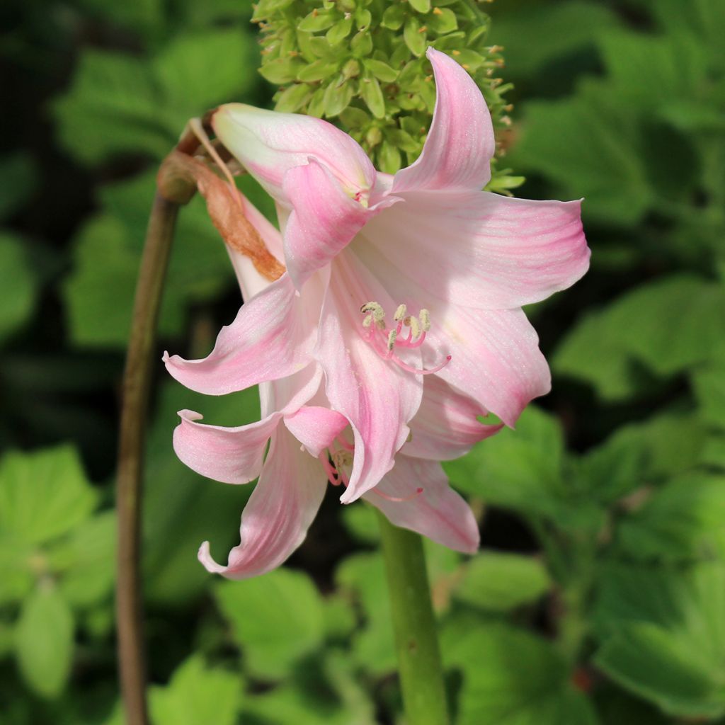 Aitoamaryllis - Amaryllis belladonna