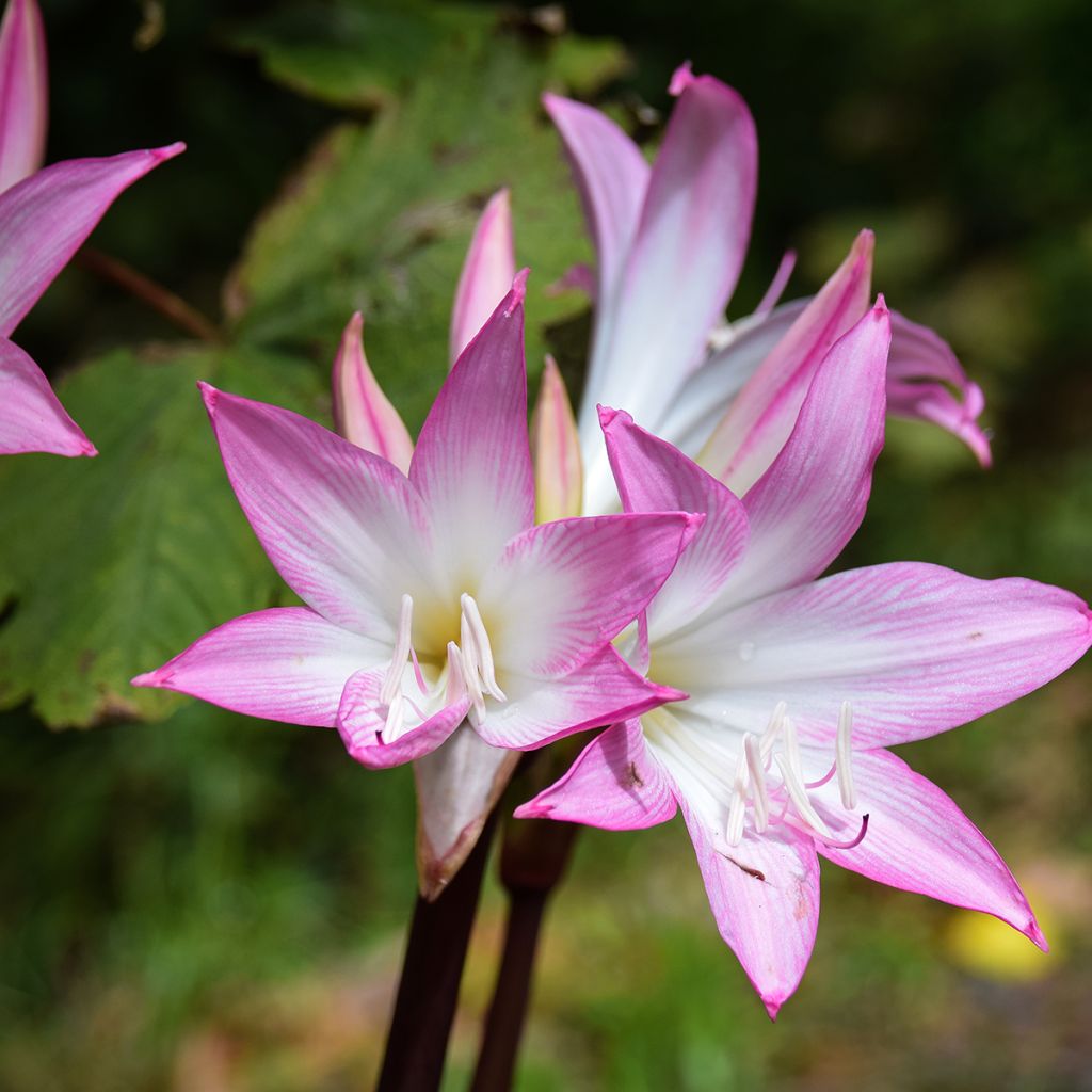 Aitoamaryllis - Amaryllis belladonna
