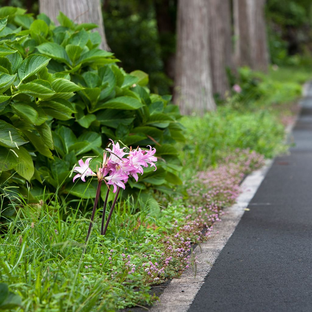 Aitoamaryllis - Amaryllis belladonna