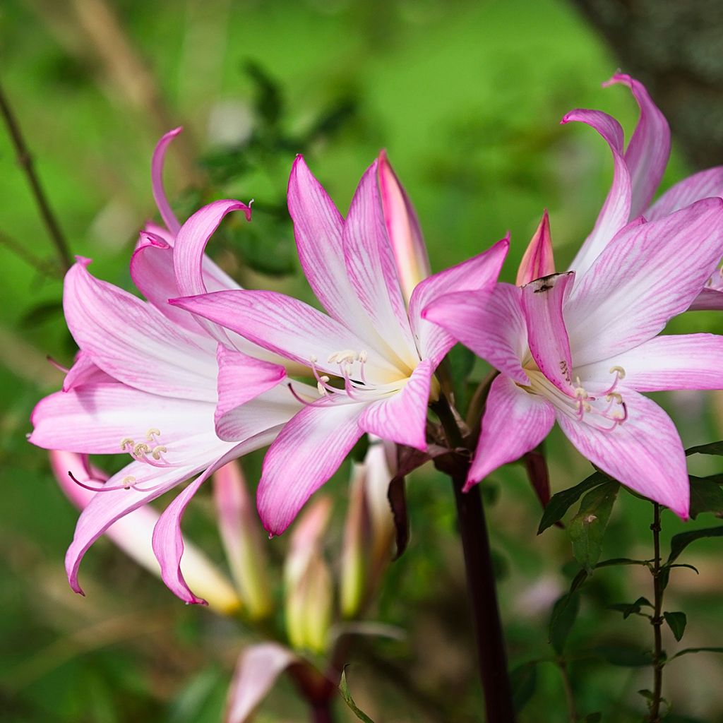 Aitoamaryllis - Amaryllis belladonna
